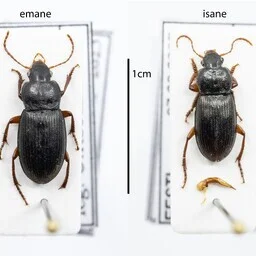 Eesti putukate nimekiri täienes seni tundmatu jooksiklasega