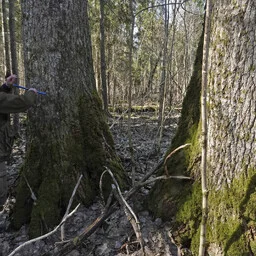 Pärnumaal mõõdeti Euroopa kõrgeim haab