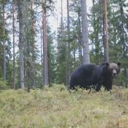 Keskkonnaameti hinnangul tuleks karude arvukust siiski piirata