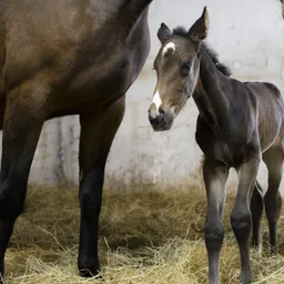 Esimese kloonvarsa sünd viib Eesti hobusekasvatuse maailmakaardile