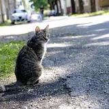 Varjupaikadesse tuleb rohkem kasse